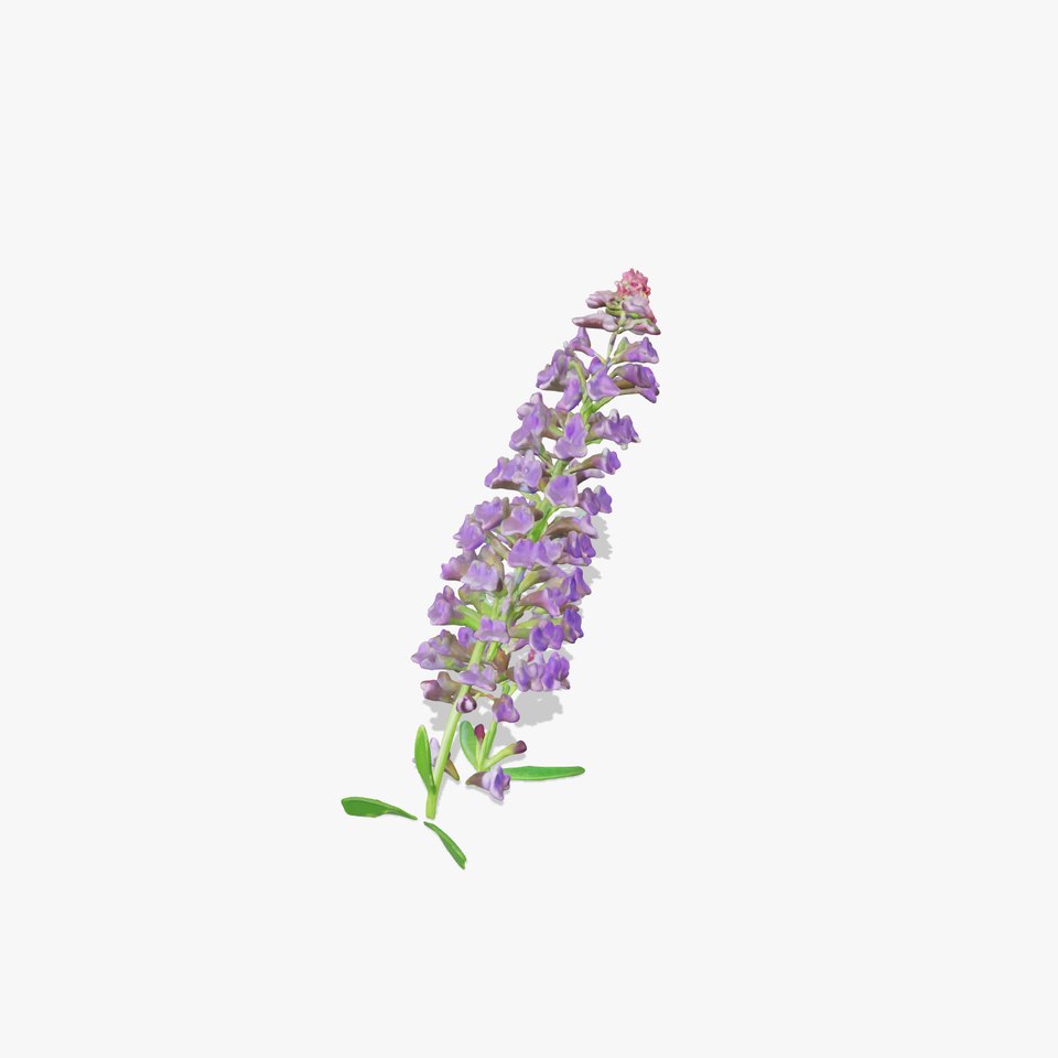 Lavender Flower Model Pack for Realistic Rendering